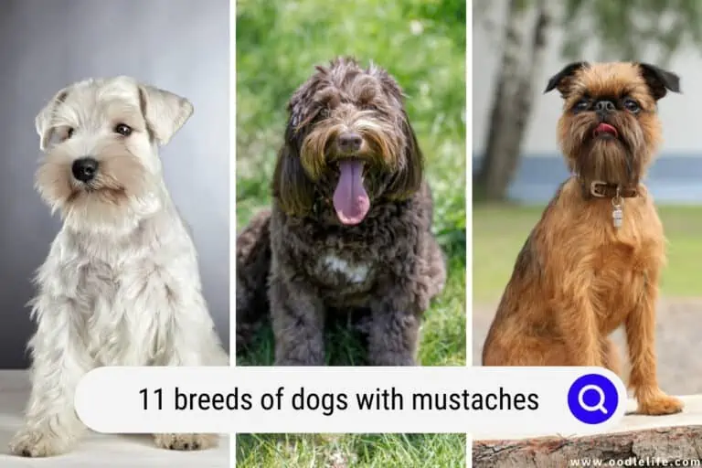 11 Breeds of Dogs With MUSTACHES (with Photos!)