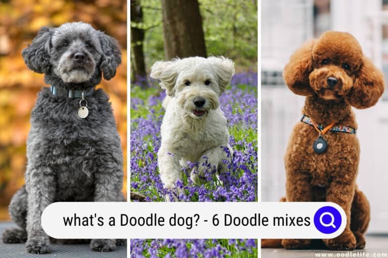 What’s a Doodle Dog? + Photos of 6 Doodle Mixes!