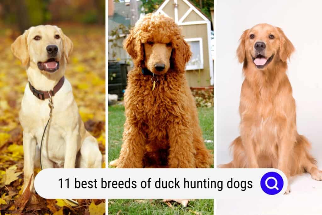duck hunting dogs
