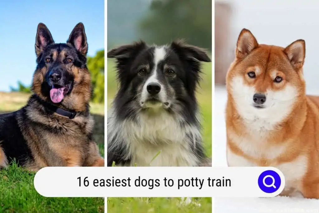 easiest dogs to potty train