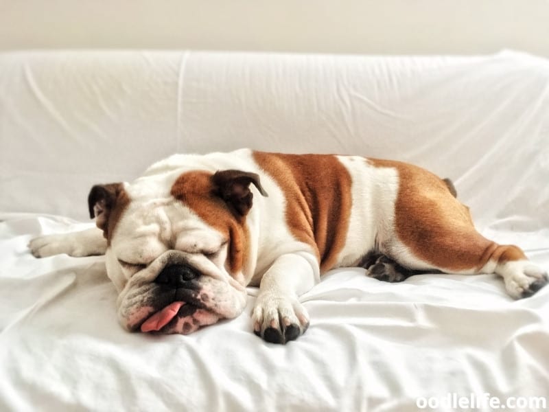 English Bulldog sleeping soundly