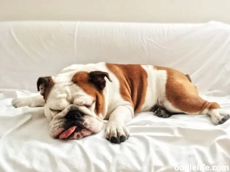 English Bulldog sleeping soundly