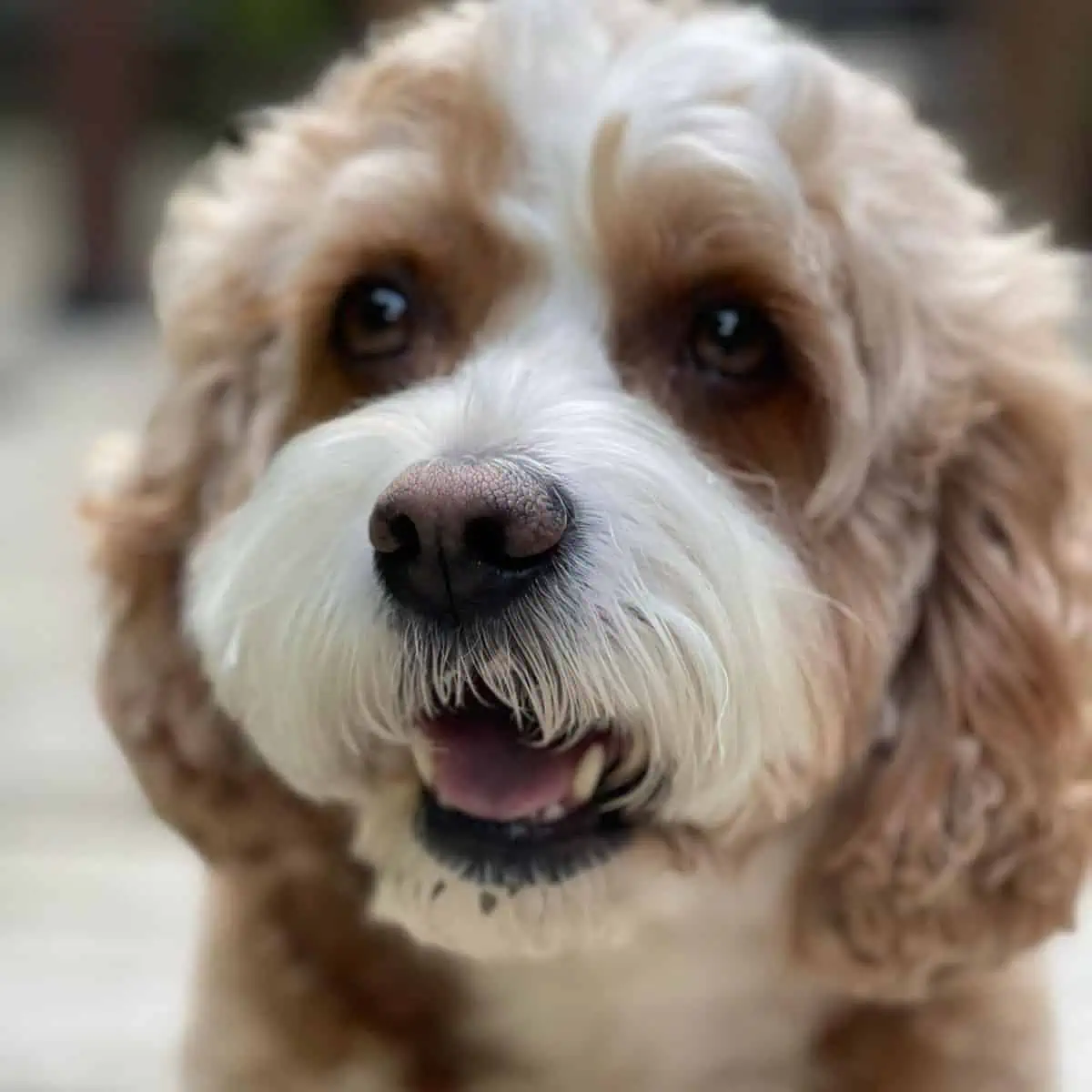 feeding time for Cockapoo