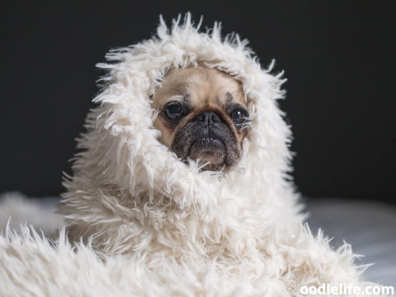 Why Does My Dog Dig On My Bed? Oodle Life