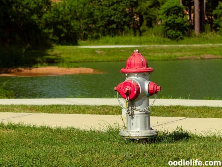 Best Doggie Fire Hydrants (to Pee On) 2022 Oodle Life