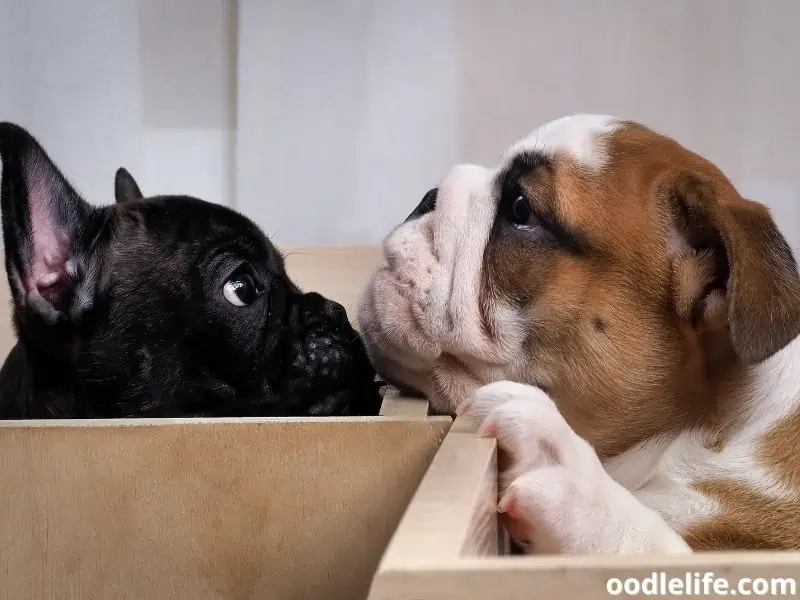 French Bulldog and English Bulldog