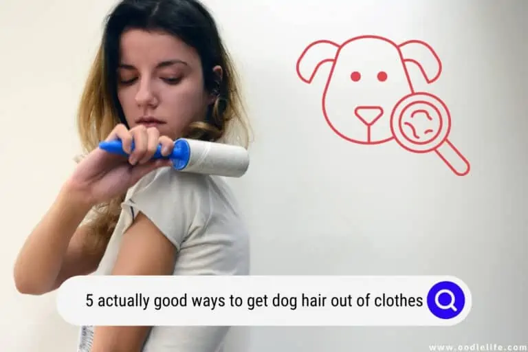 5 Actually Good Ways to Get Dog Hair Out of Clothes