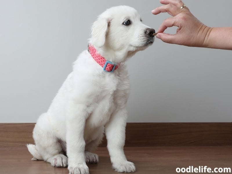 Great Pyrenees and treat