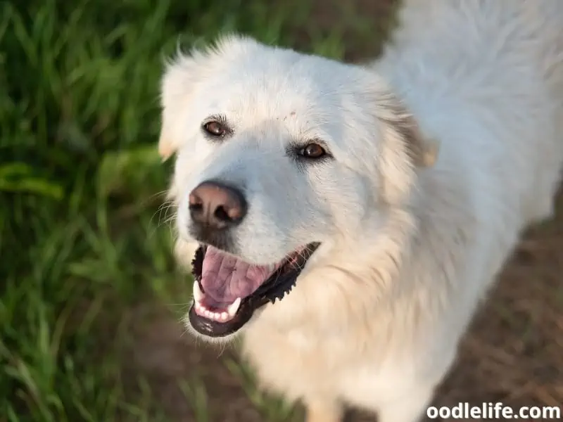 Great Pyrenees at the farm