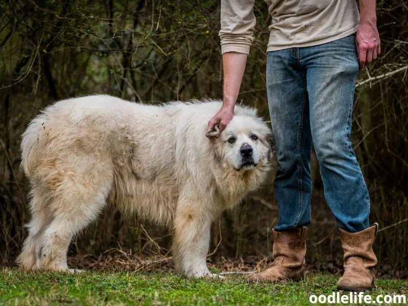 Great Pyrenees ear scratch