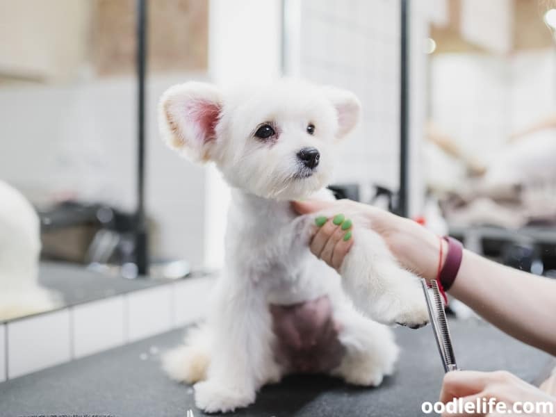 grooming at pet salon