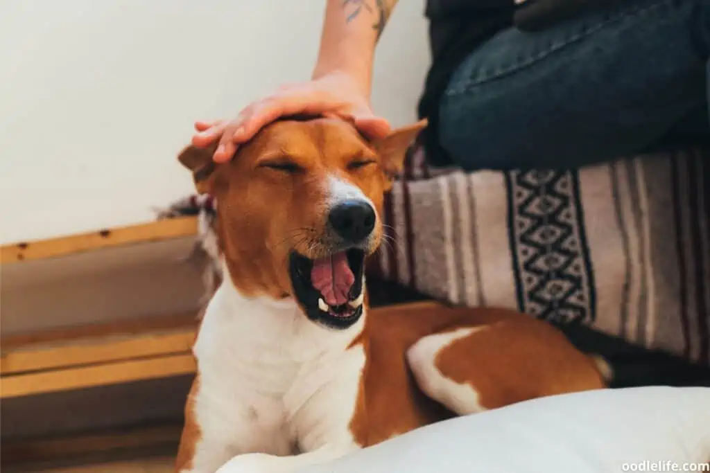 patting a Basenji on the head