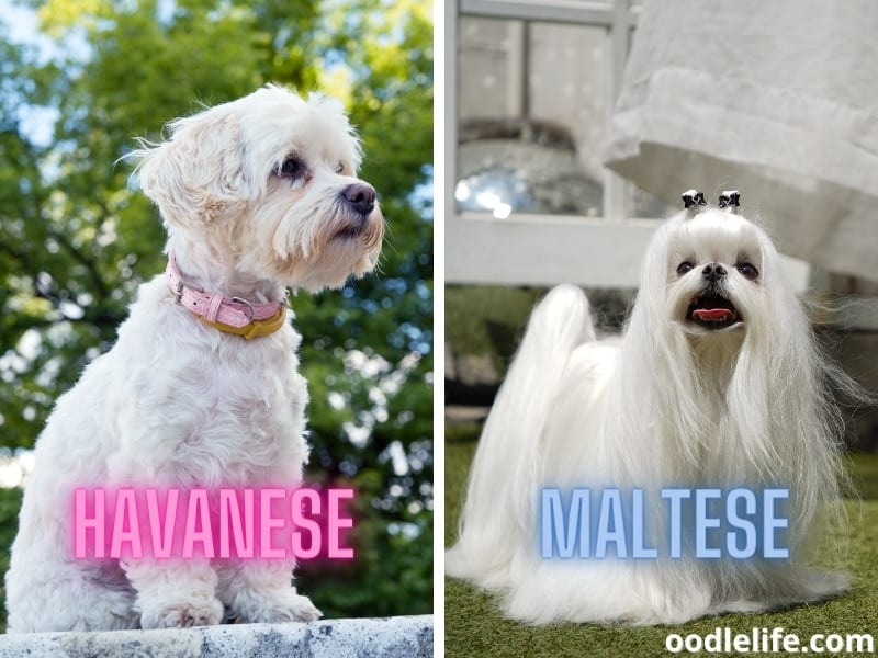 Havanese and Maltese dogs