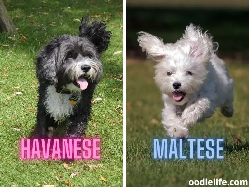 Havanese and Maltese run