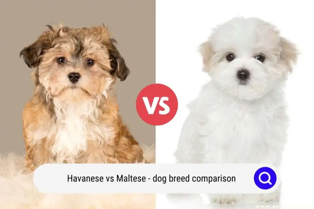 Havanese vs Maltese