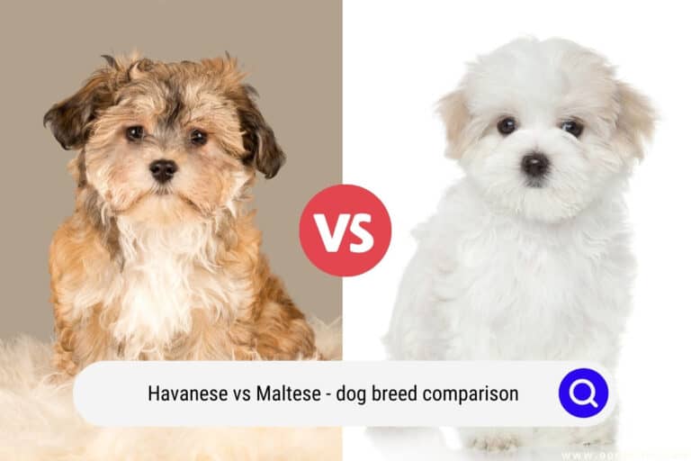 Havanese vs Maltese – Dog Breed Comparison (with Photos!) 