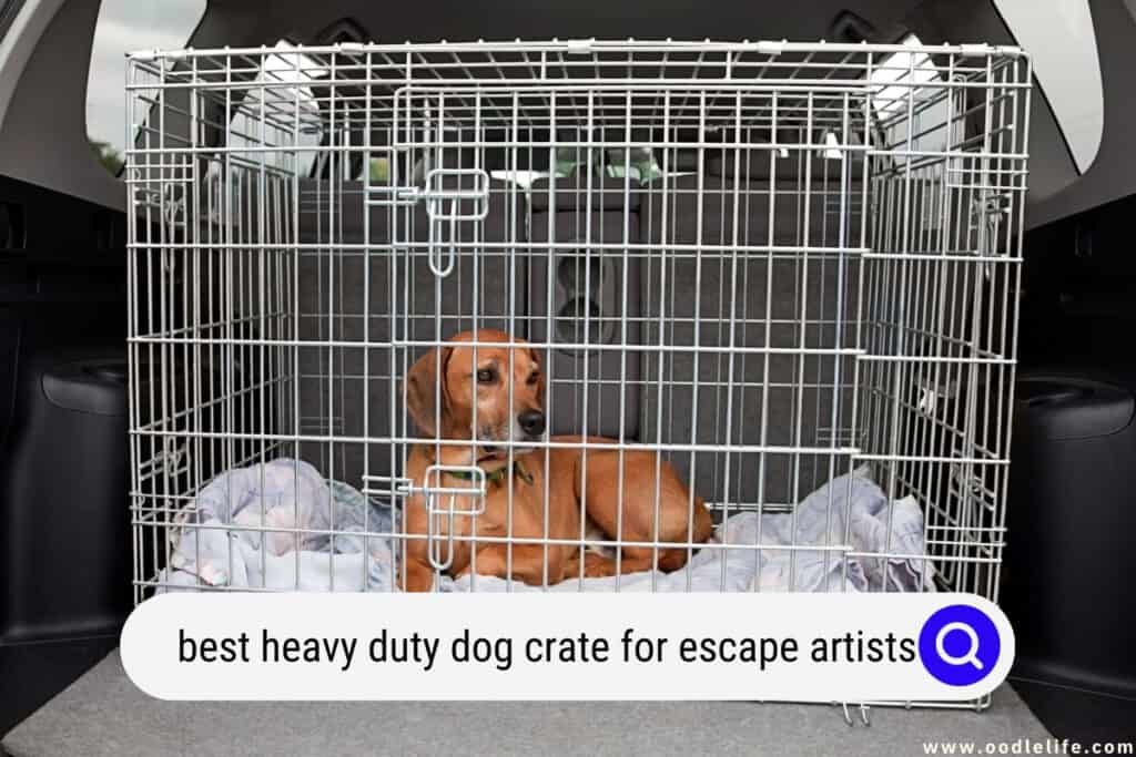 Best Heavy Duty Dog Crate For Escape Artists (2024) Oodle Life