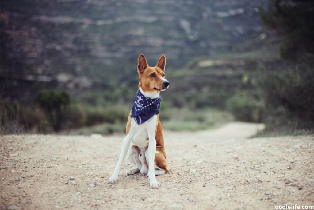 hiking with a Basenji dog