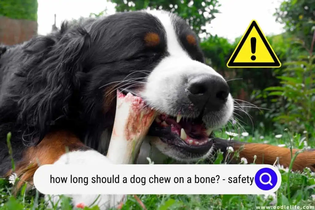 how long should a dog chew on a bone