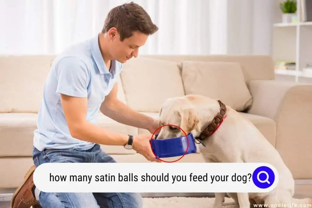 how many satin balls should you feed your dog