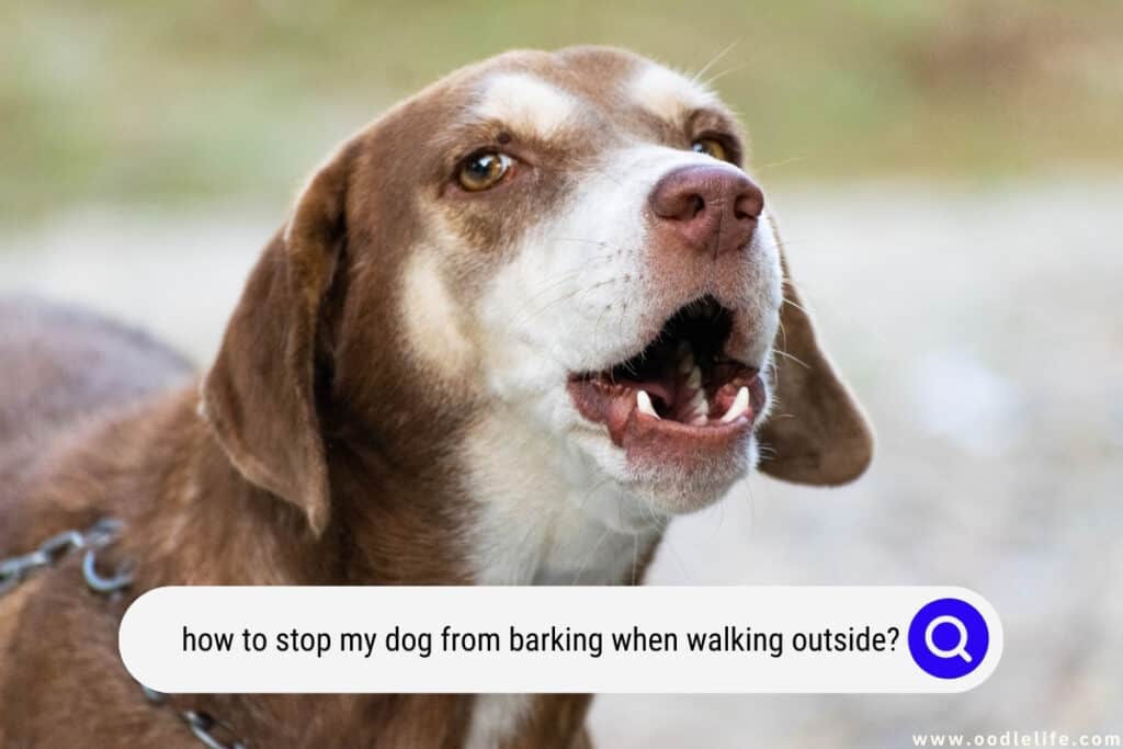 how to stop my dog from barking when walking outside