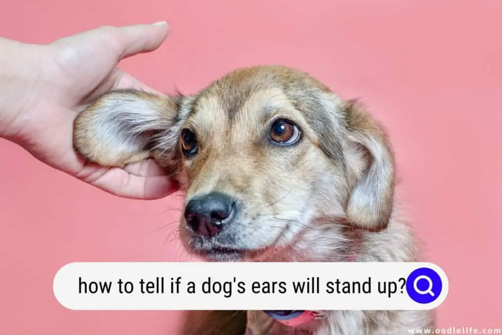 how to tell if a dog's ears will stand up