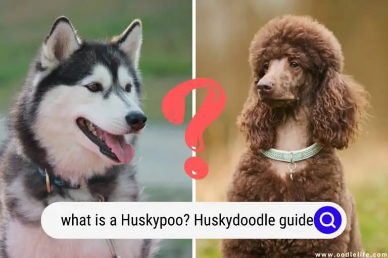 What Is a Huskypoo? Huskydoodle Guide (with photos)