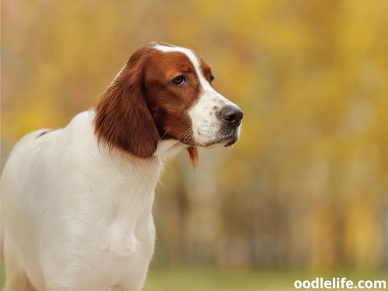 101 Actually Good Korean Dog Names Their Meanings Oodle Life 101 actually good korean dog names their meanings oodle life