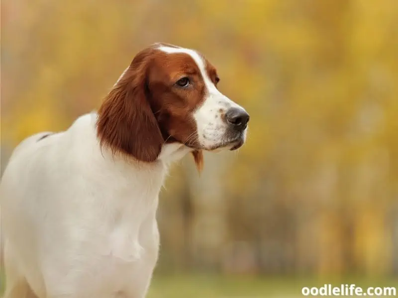 Irish Red and White Setter