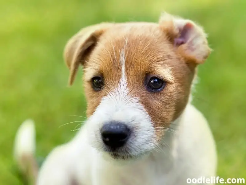 Jack Russell Terrier puppy