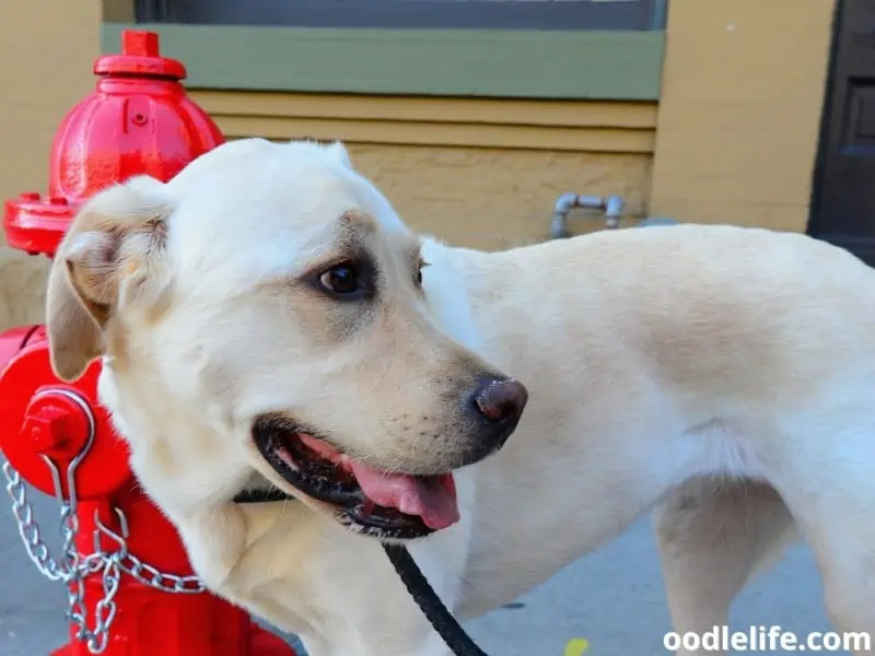 Labrador and fire hydrant