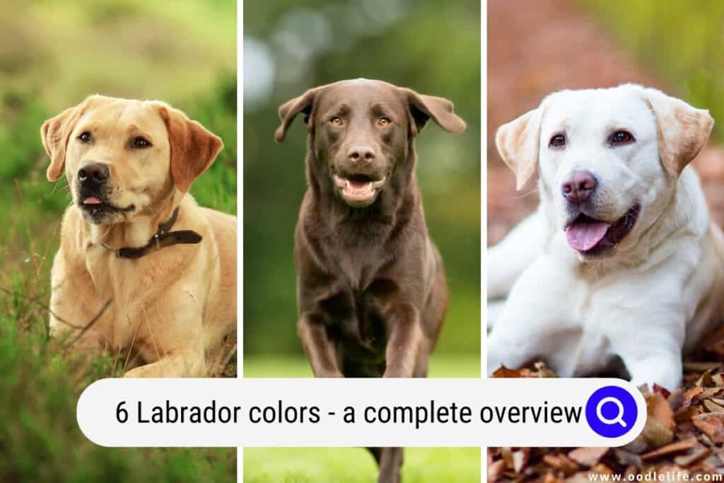 Labrador colors