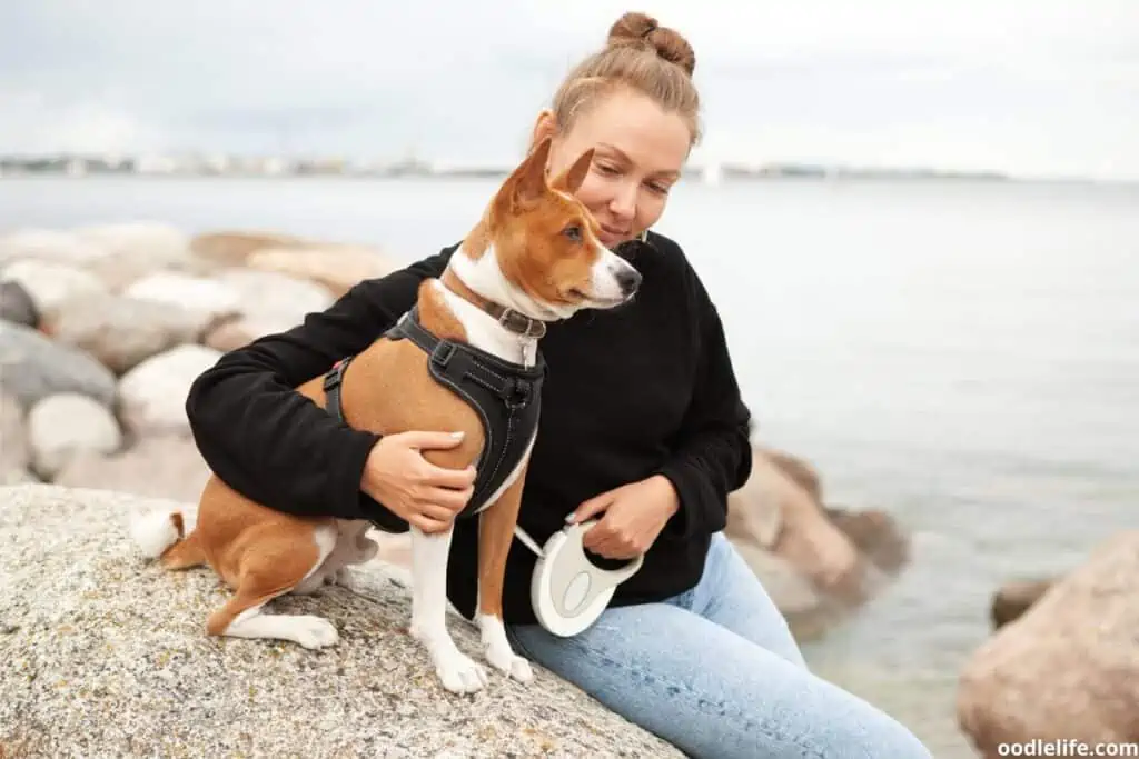 An owner sits with her larger red and white Basenji. Not so small!