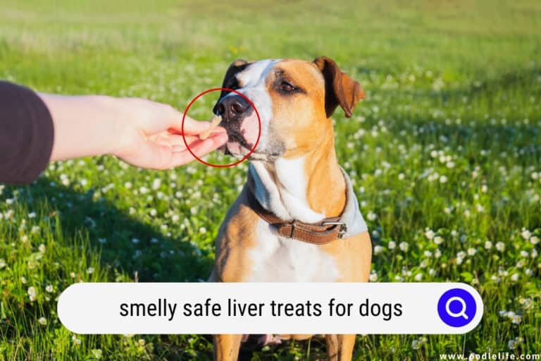 Smelly Safe Liver Treats for Dogs [DIY Recipes + Budget]