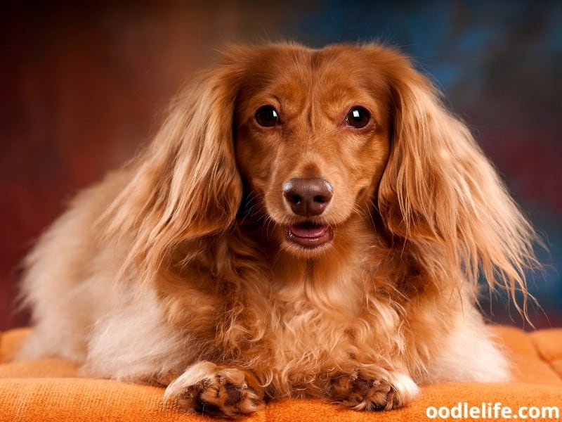 Top 11 Small Brown Dog Breeds (With Photos) Fluffy Athletic - Oodle Life