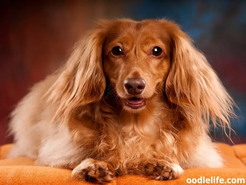 Long-Haired Dachshund sitting