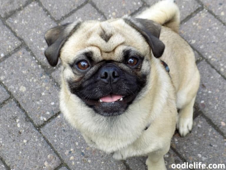 My Old Dog Just Stands And Stares At Me Oodle Life