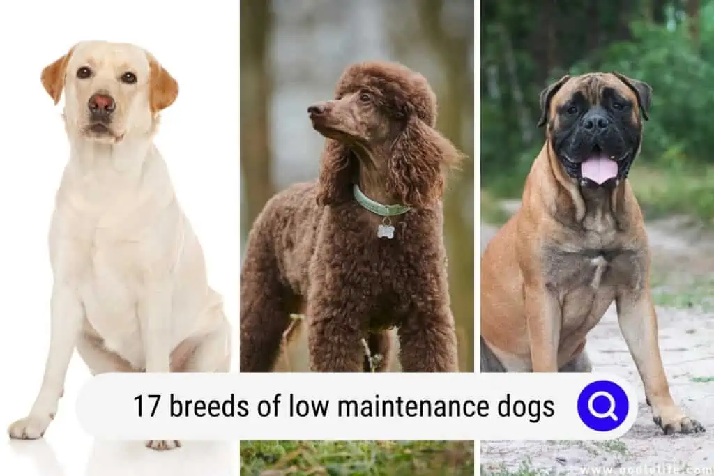 low maintenance dogs