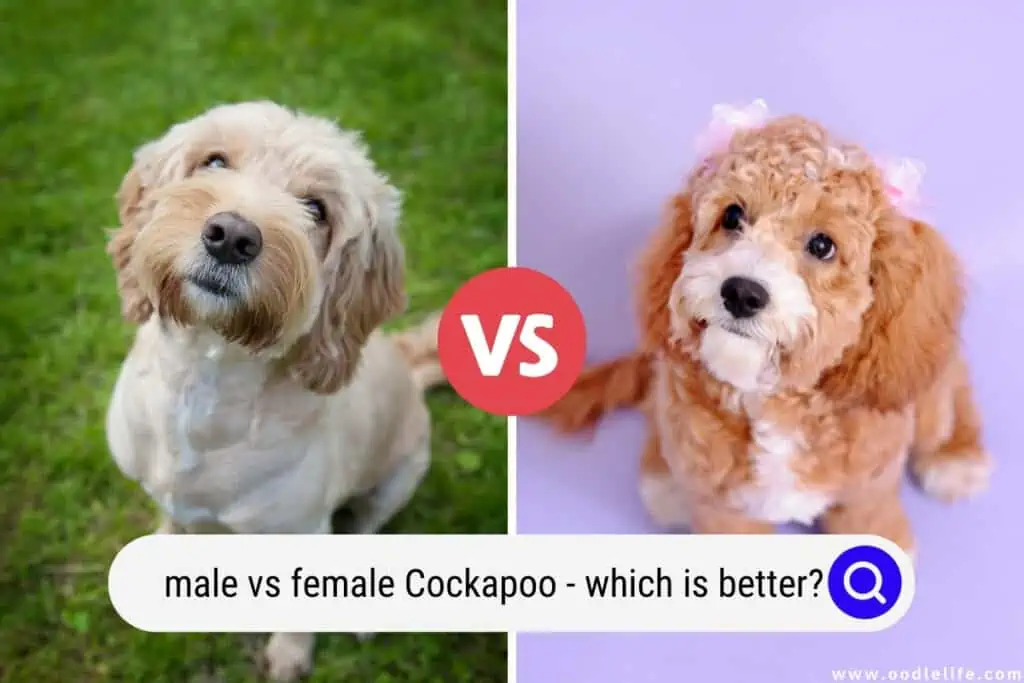 male vs female Cockapoo