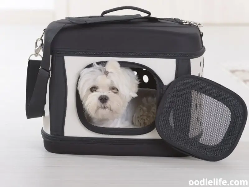 Maltese inside dog crate