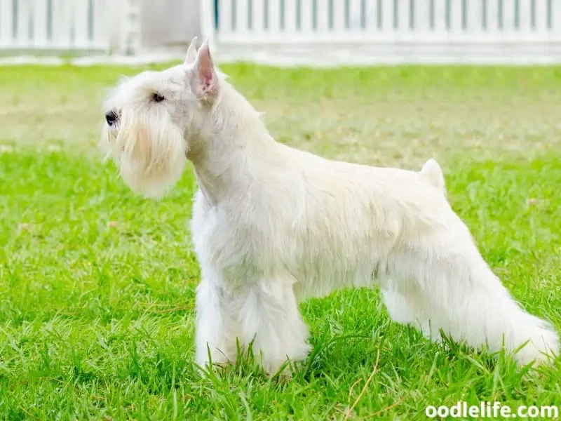 Miniature Schnauzer stretches body