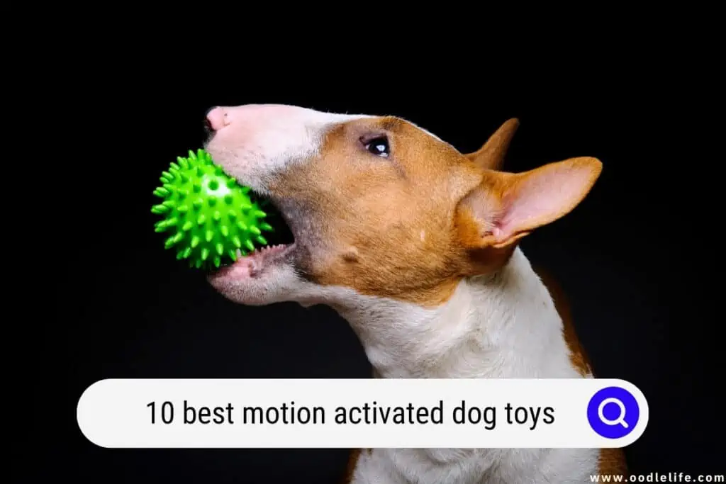 motion activated dog toys