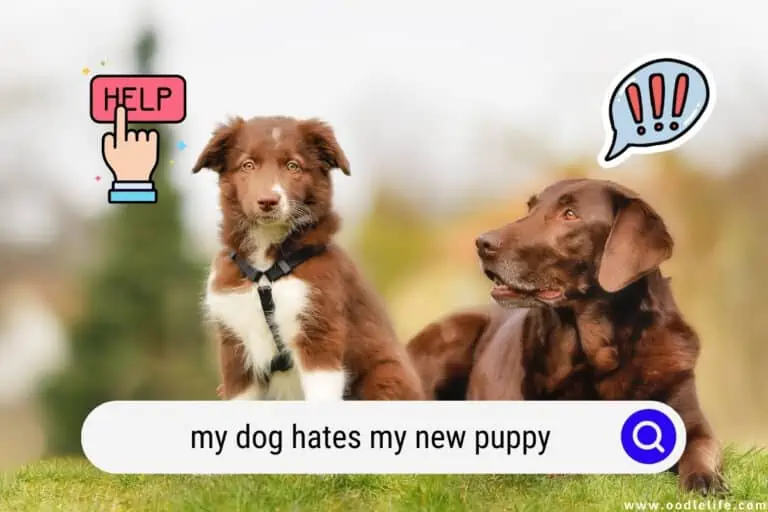 My Dog HATES My New Puppy (Help!)