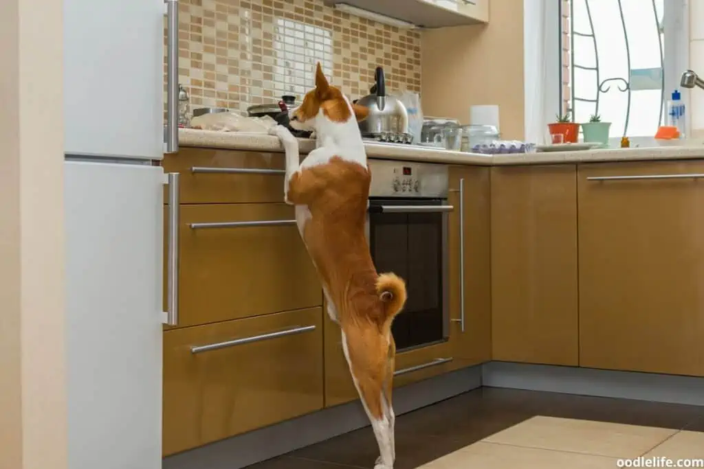 A naught Basenji looking to steal some food from the kitchen counter. Opportunistic!