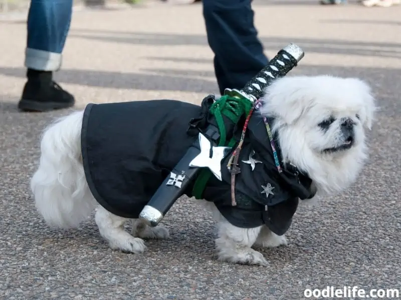 ninja dog with sword