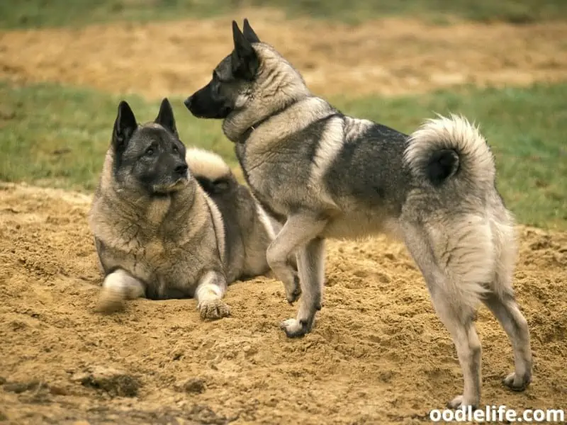 Norwegian Elkhound on sand