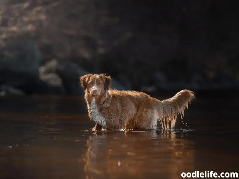 Nova Scotia Duck Tolling Retriever