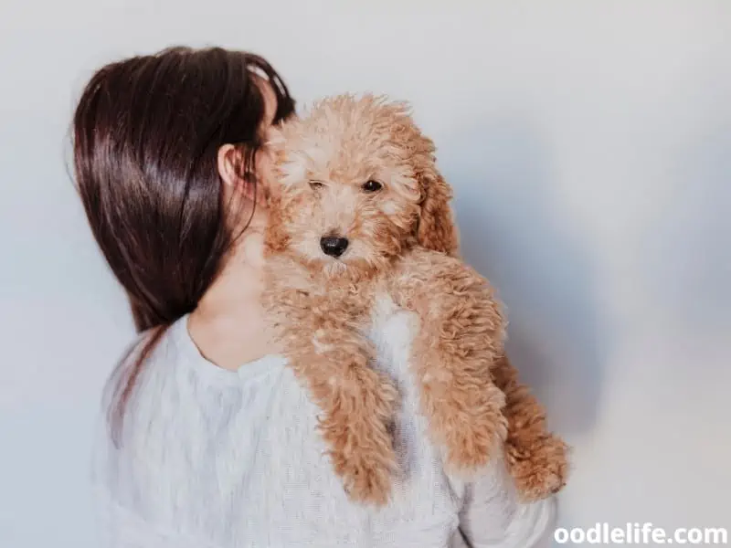 owner carries Toy Poodle