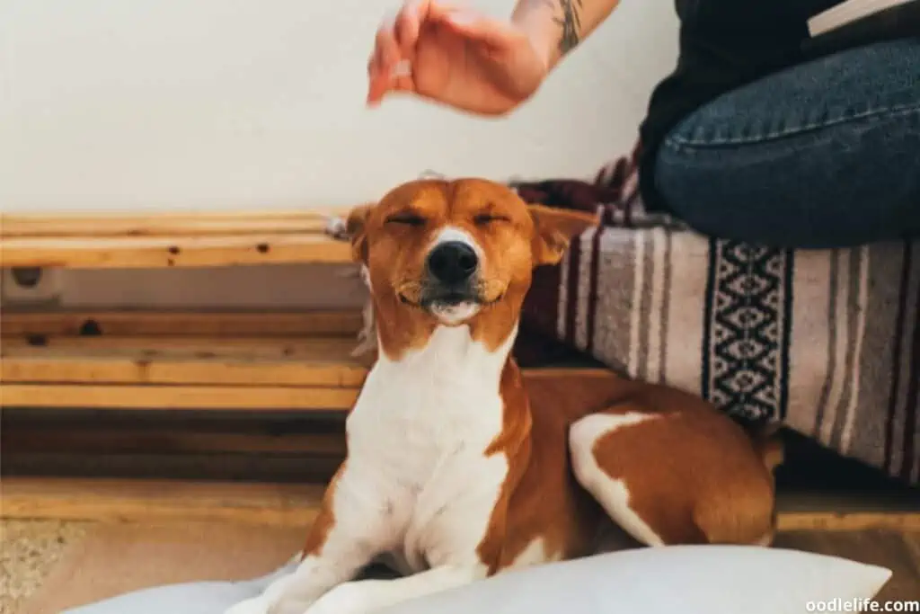 patting a happy red basenji on the head