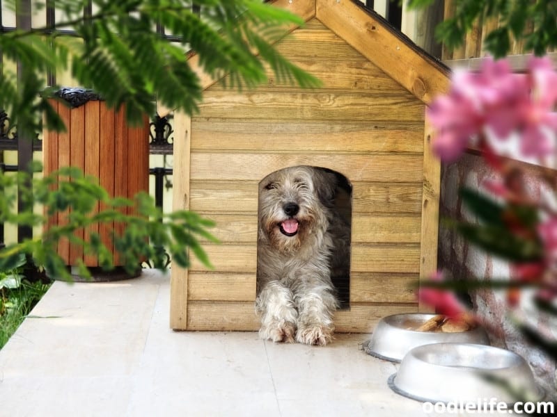 pet inside dog house